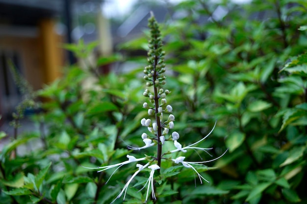 Foto close-up da planta contra um fundo desfocado