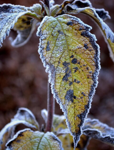 Foto close-up da planta contra um fundo desfocado