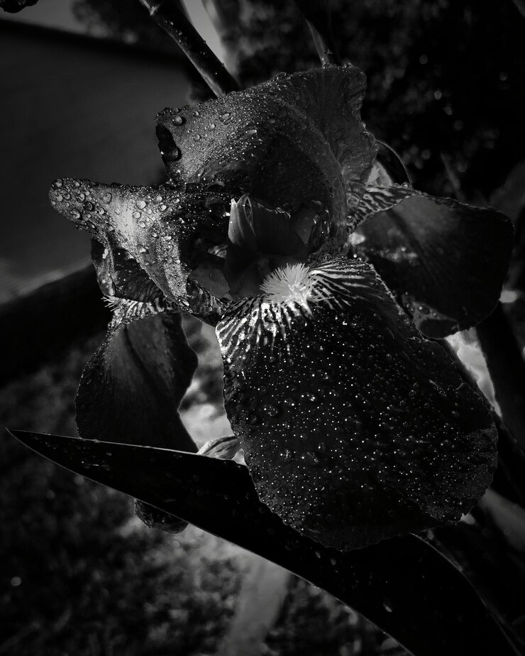 Foto close-up da planta contra um fundo desfocado