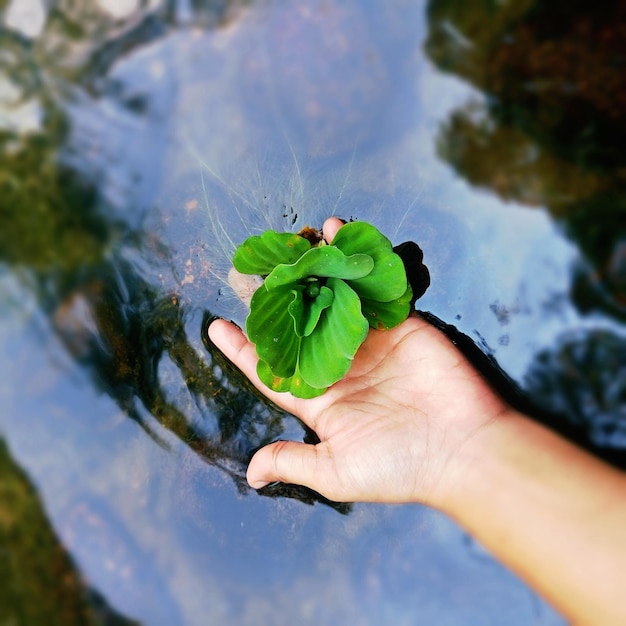 Foto close-up da planta cortada em mão