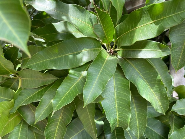 Close-up da planta da mangueira