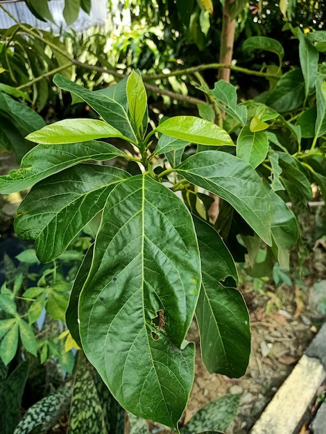 Close-up da planta de abacate com folhas verdes