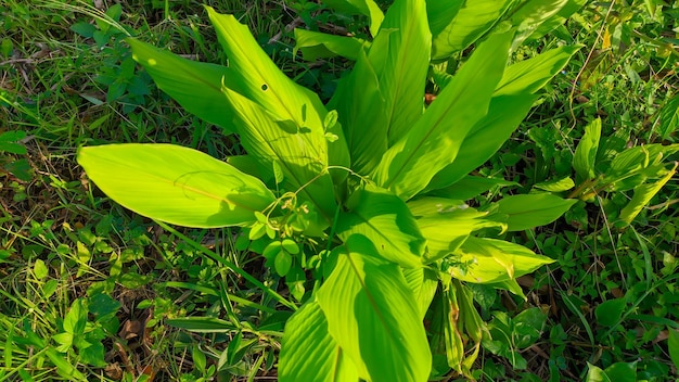 Close-up da planta de açafrão com folhas verdes