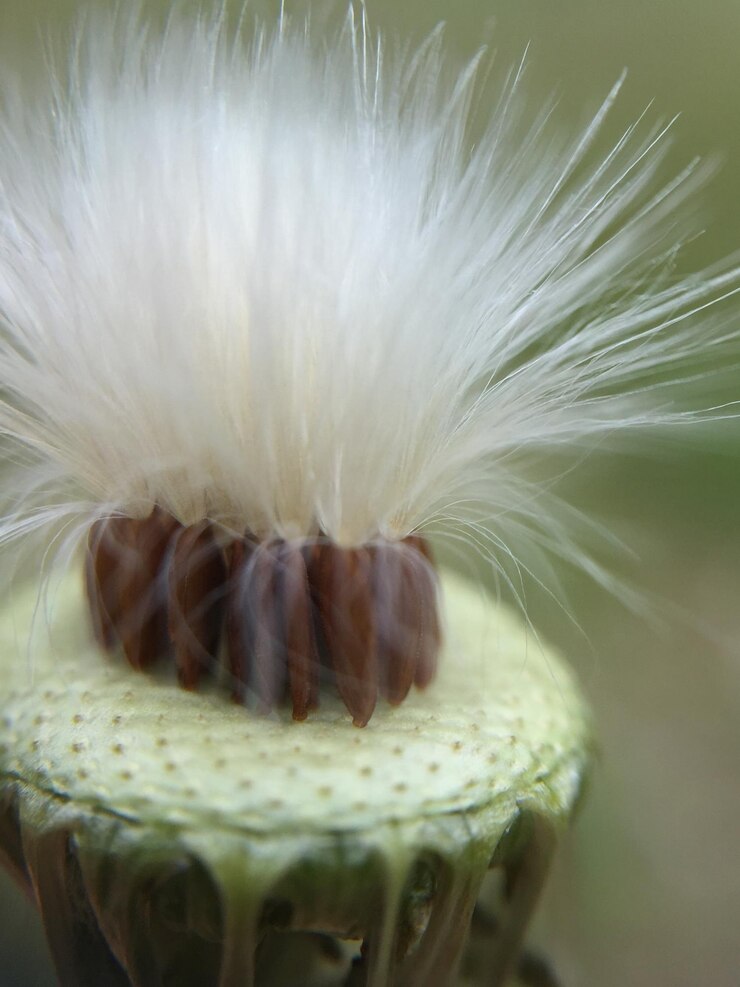 Foto close-up da planta de algodão