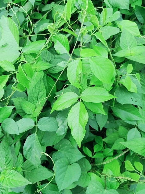 Close-up da planta de amendoim americano com folhas verdes