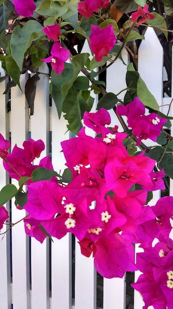 Foto close-up da planta de bougainvillea rosa