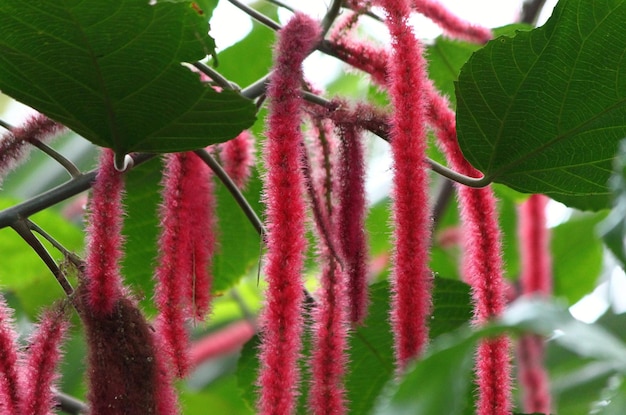 Foto close-up da planta de chenille