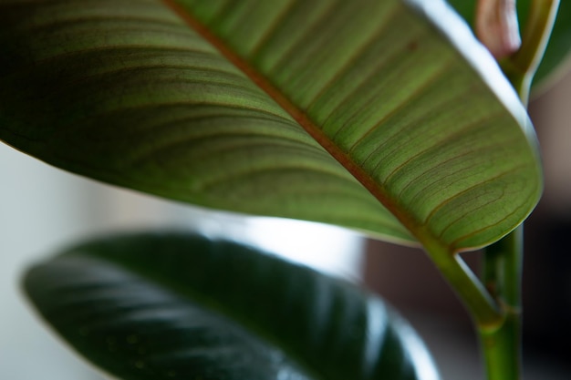 Close-up da planta de ficus verde com estilo minimalista de luz solar
