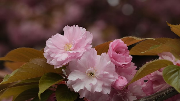 Close-up da planta de flor rosa sakura cereja flor de primavera folhas verdes e cor-de-rosa
