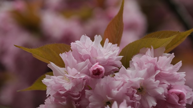 Close-up da planta de flor rosa sakura cereja flor de primavera folhas verdes e cor-de-rosa