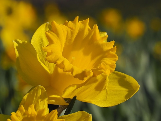 Foto close-up da planta de flores amarelas narzissus