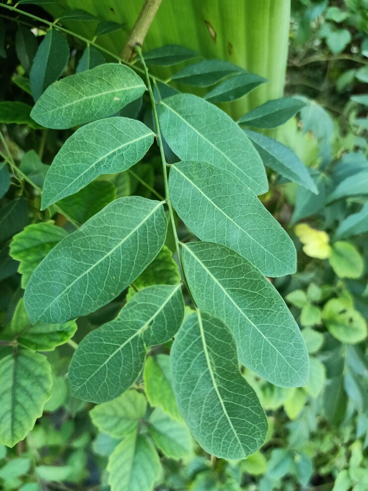 Foto close-up da planta de gafanhoto preto