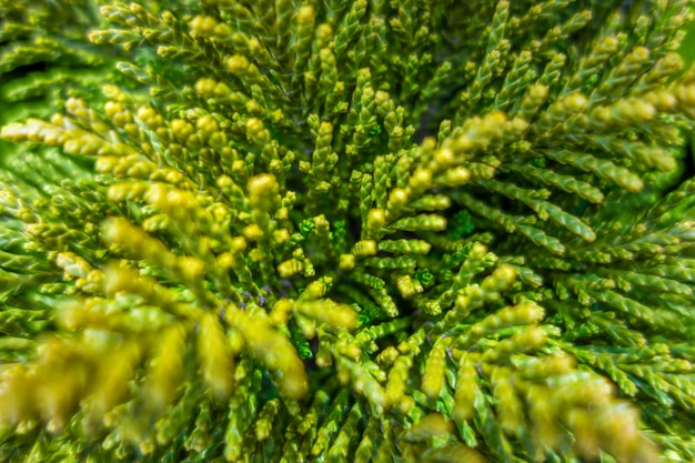 Close-up da planta de Hebe