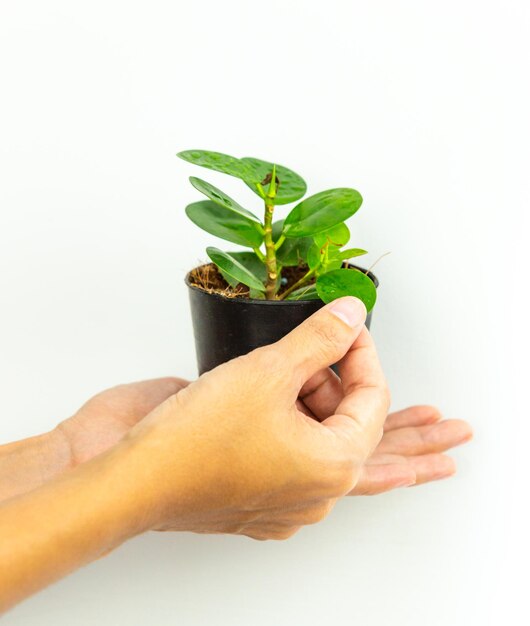 Foto close-up da planta de mão contra fundo branco