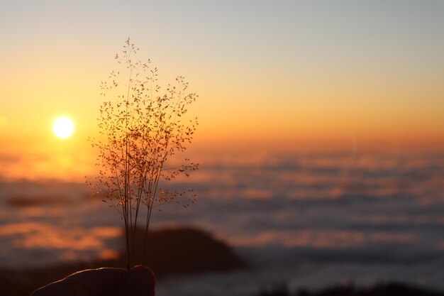 Foto close-up da planta de mão durante o pôr-do-sol