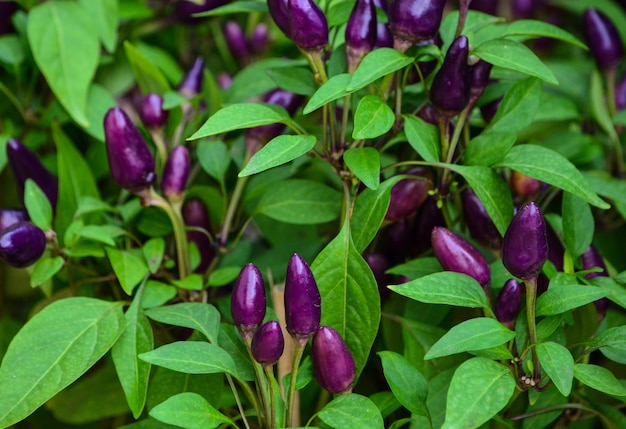 Foto close-up da planta de pimentão roxo