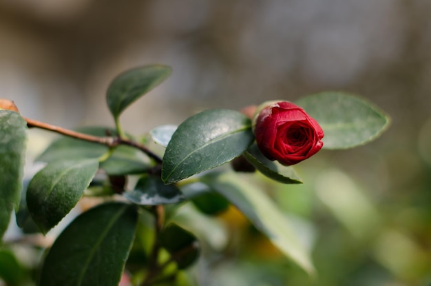 Foto close-up da planta de rosa vermelha