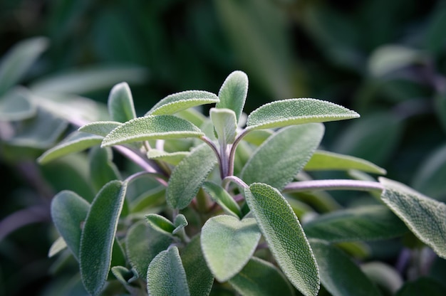 Foto close-up da planta de sálvia