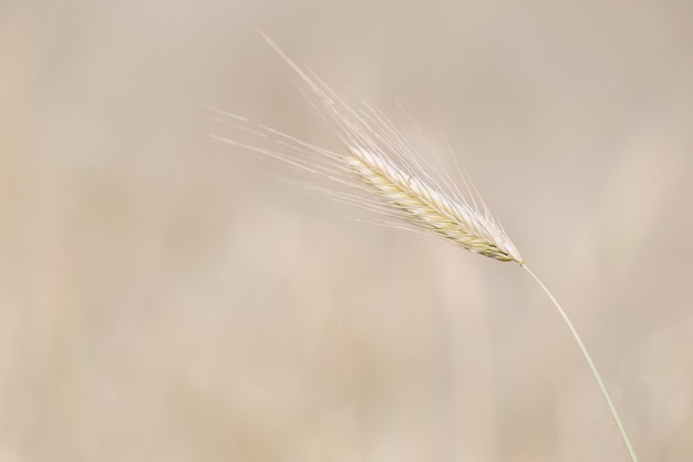 Close-up da planta de trigo