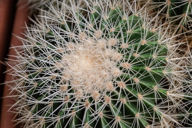 Close-up da planta do cacto suculento no jardim da estufa.