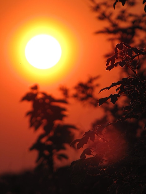 Foto close-up da planta durante o pôr-do-sol