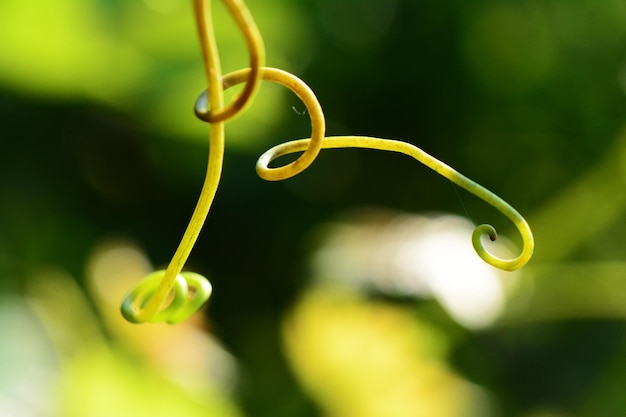 Foto close-up da planta em espiral