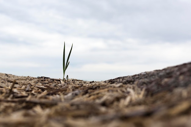 Foto close-up da planta em terra contra o céu