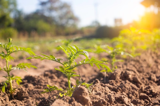 Close-up da planta no campo