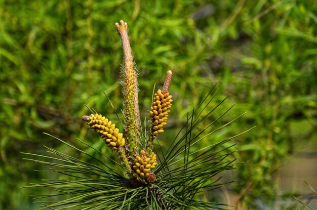 Close-up da planta no campo