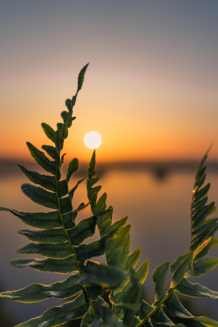 Foto close-up da planta no mar contra o céu durante o pôr-do-sol