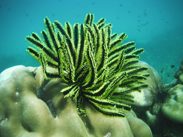 Close-up da planta no mar