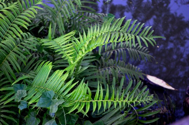 Foto close-up da planta no mar