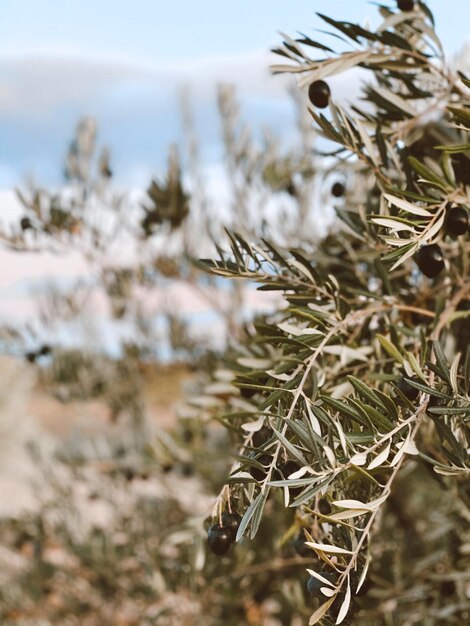 Foto close-up da planta seca durante o inverno