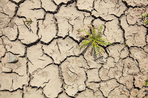 Foto close-up da planta seca em terra