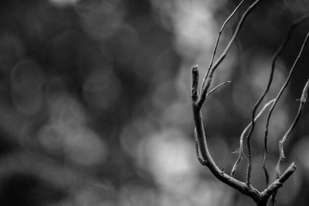 Foto close-up da planta seca