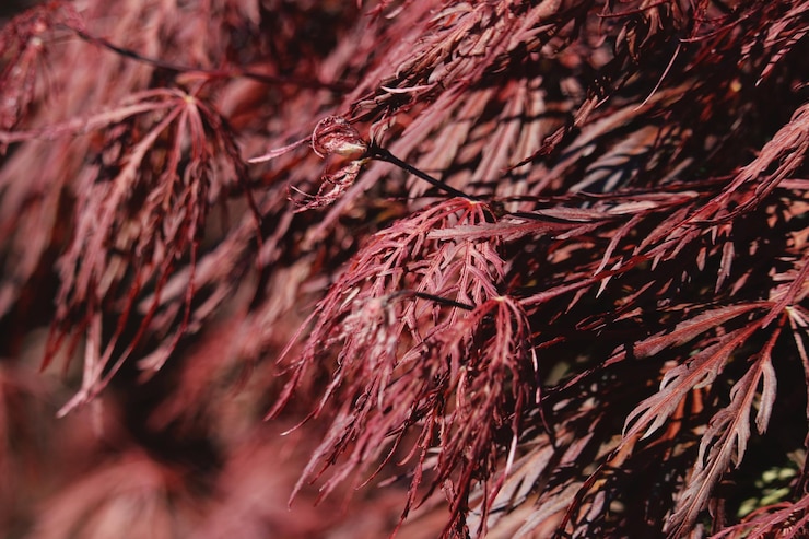 Foto close-up da planta secada