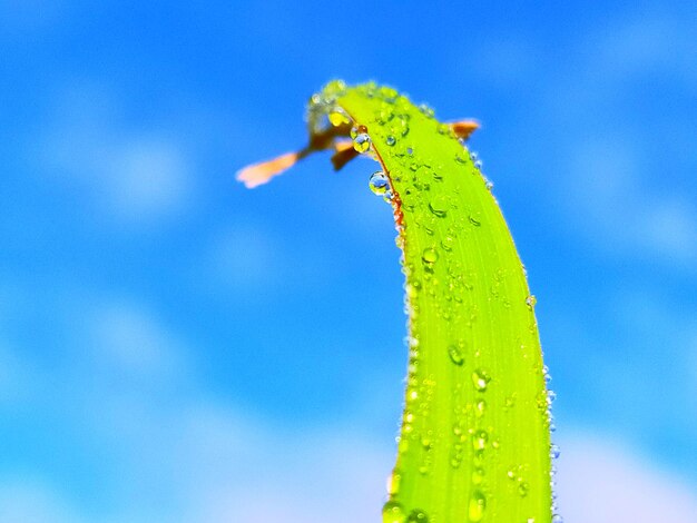 Foto close-up da planta úmida contra o céu azul