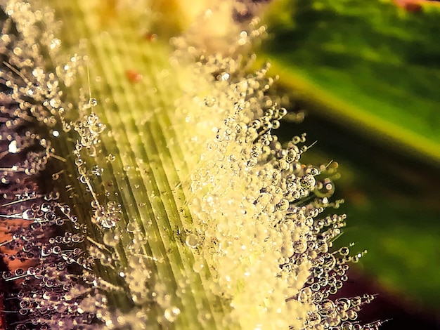 Foto close-up da planta úmida no campo