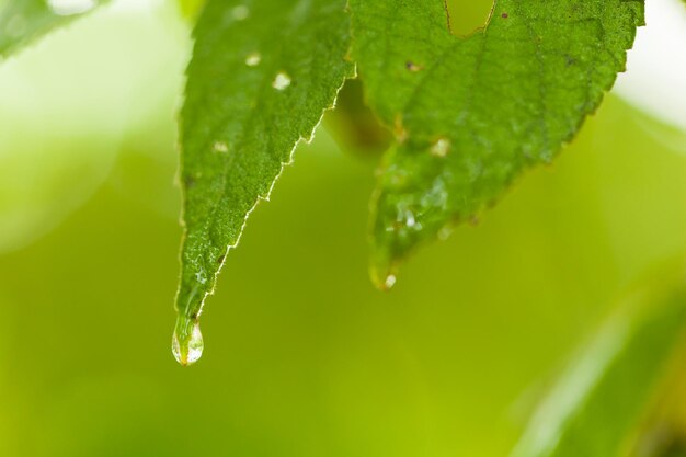 Close-up da planta úmida