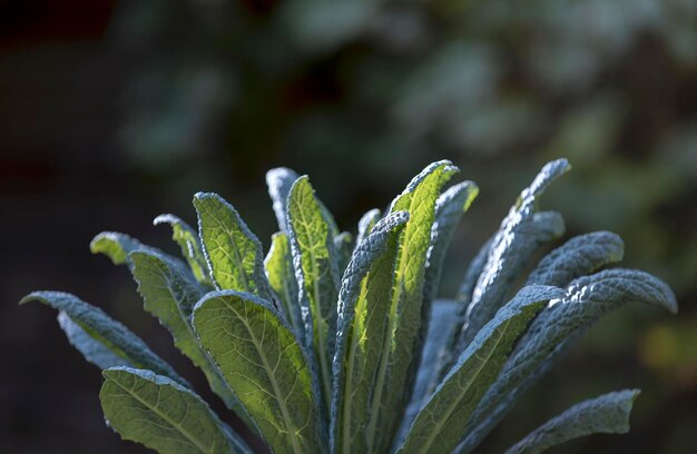 Foto close-up da planta úmida