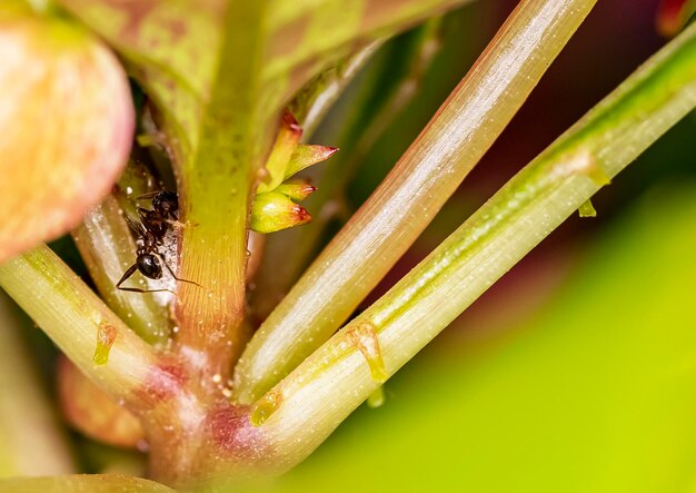 Foto close-up da planta úmida