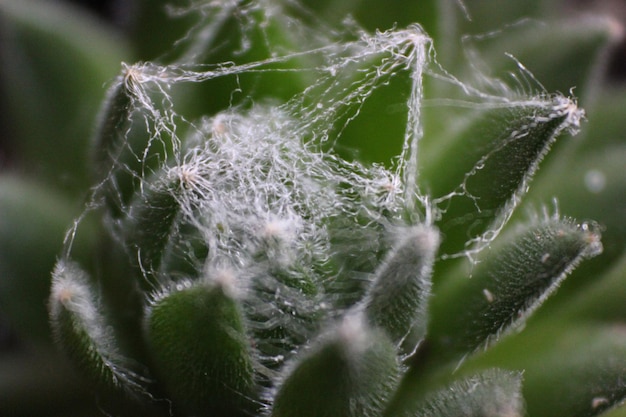 Close-up da planta verde