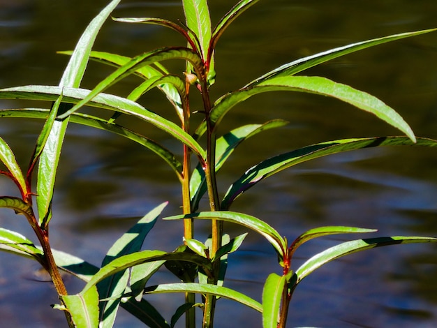 Foto close-up da planta verde