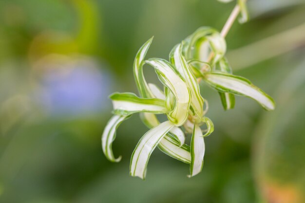 Close-up da planta verde