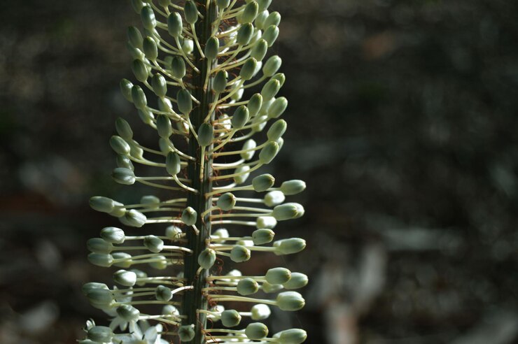 Foto close-up da planta verde