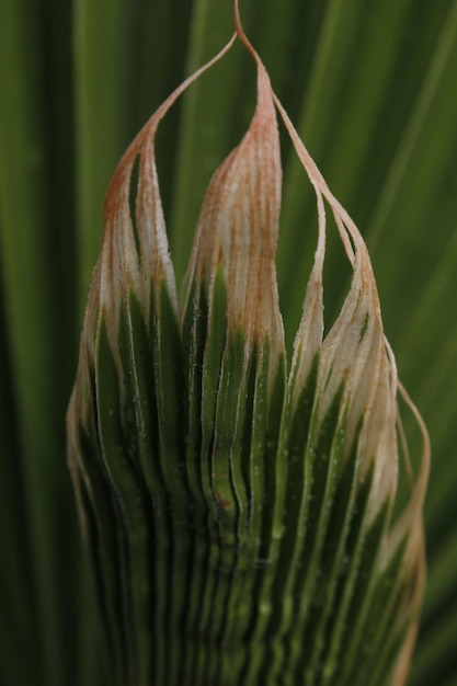 Foto close-up da planta verde