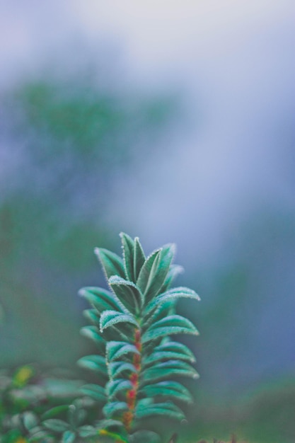 Foto close-up da planta verde