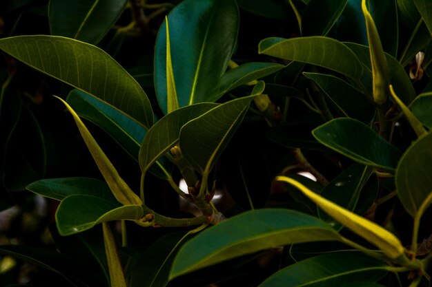 Foto close-up da planta verde