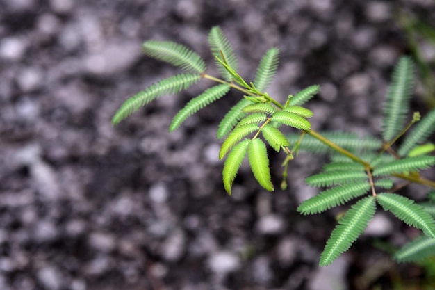 Close-up da planta verde