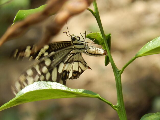 Close-up da planta